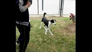 Perros sucios en el parque